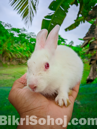 খরগোশ